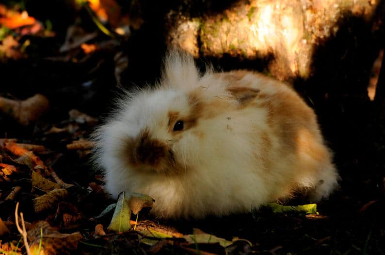 A fluffy guinea pig at the Children's Zoo, Walton Hall and Gardens. Part of the Children's Zoo Gallery.