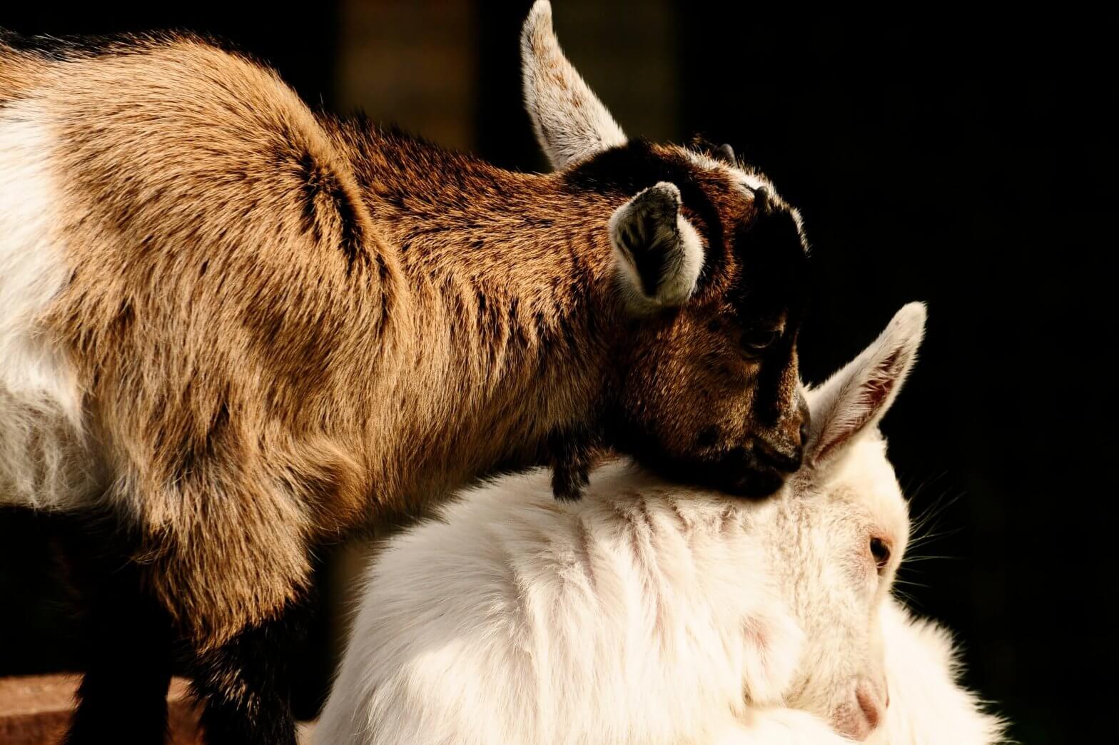 African pygmy goat kids Feb 2019 brood. Part of the Children's Zoo gallery.