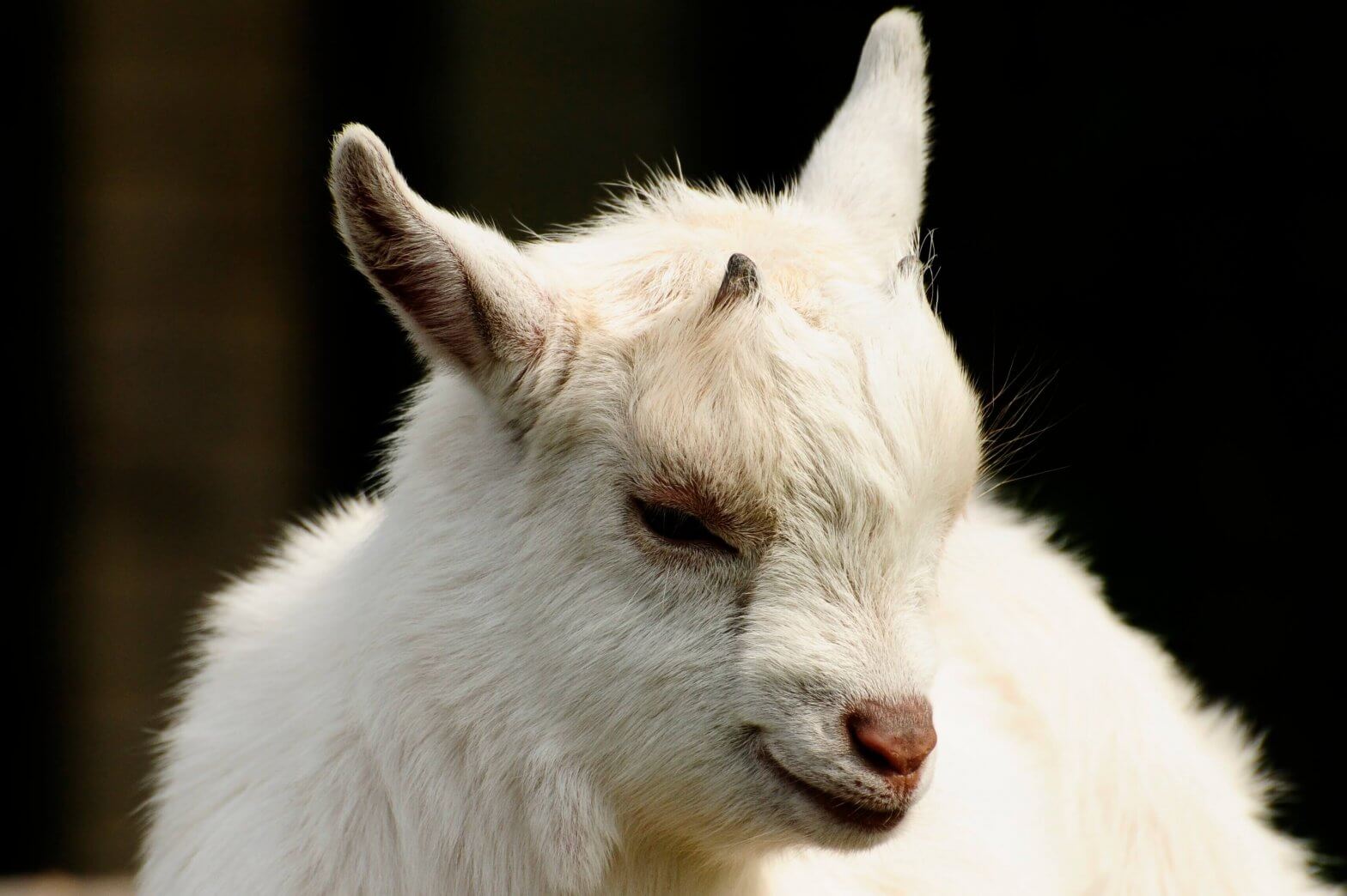 The new brood of African Pygmy Goats at the Children's Zoo, Walton Hall and Gardens. Part of the Children's Zoo gallery.