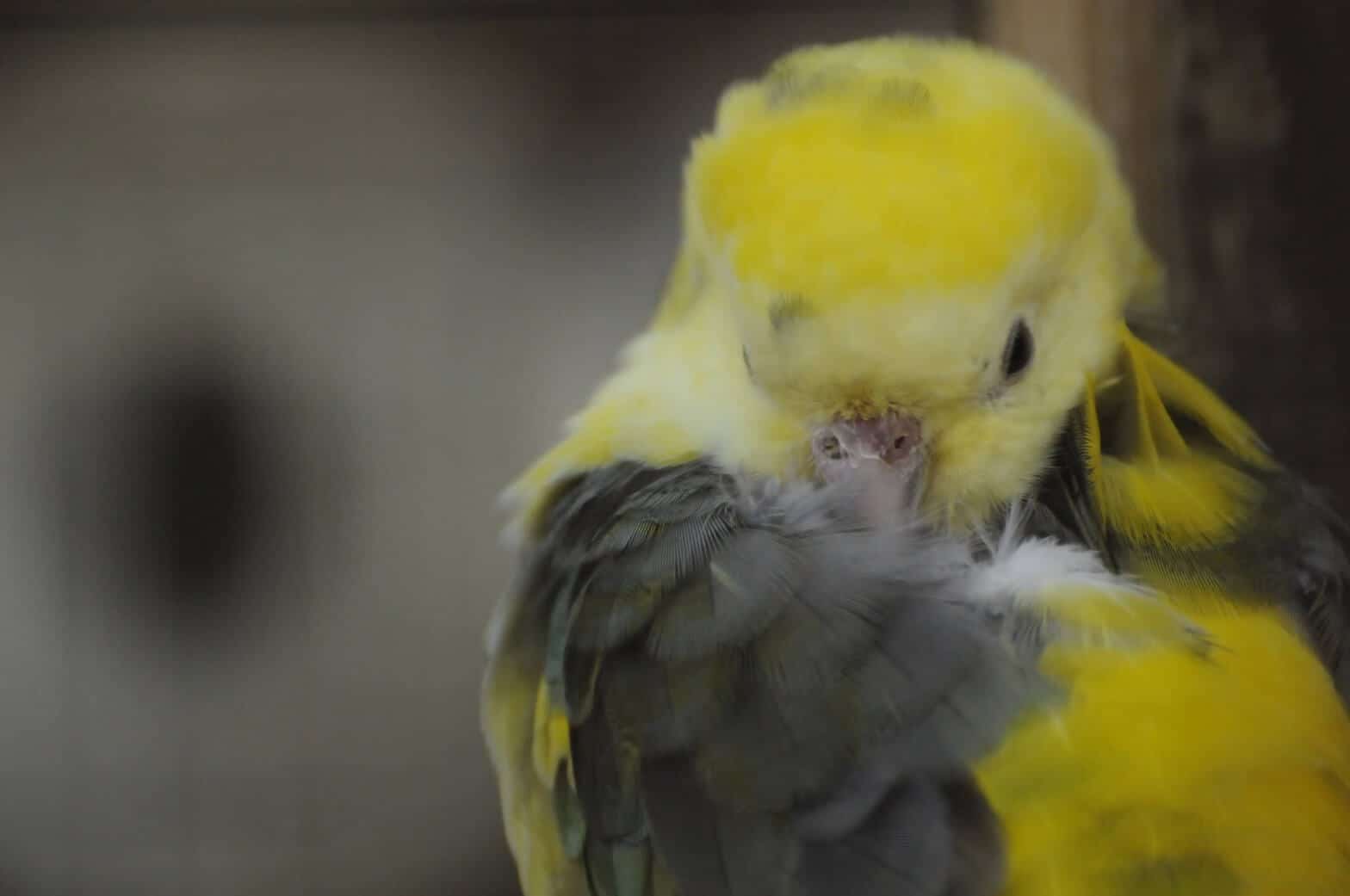 A beautiful cockatiel at the Children's Zoo at Walton Hall and Gardens. Part of the Children's Zoo gallery.