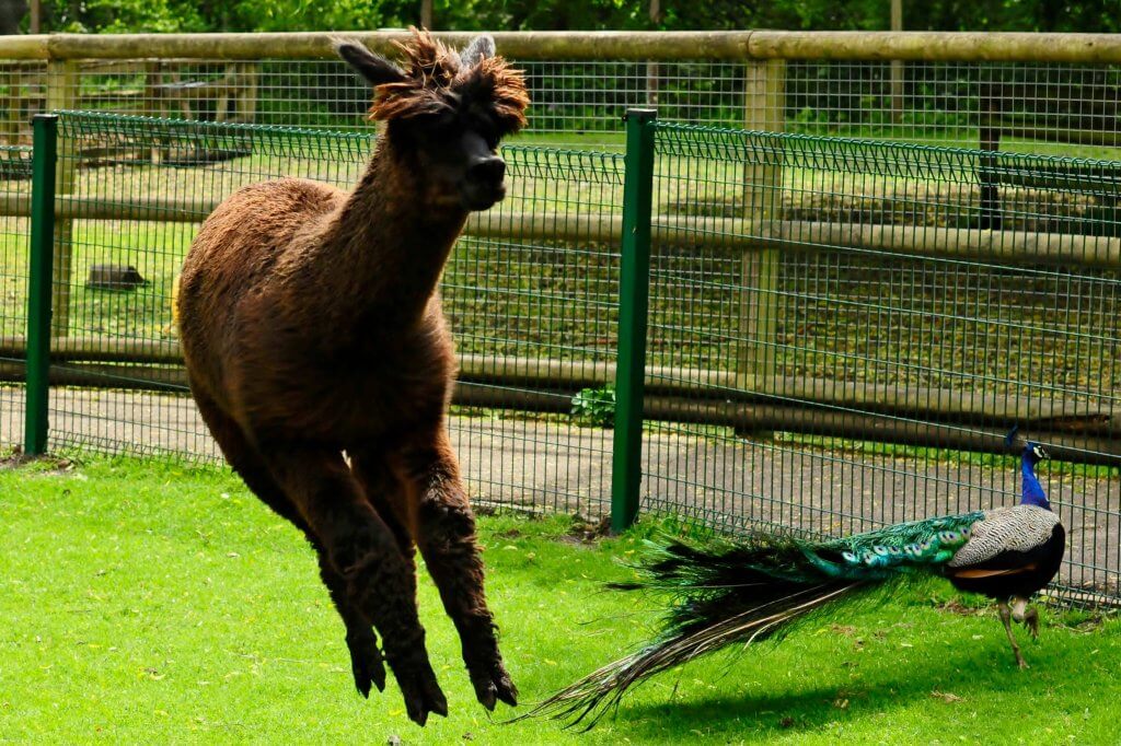 Alpaca walk with Mally