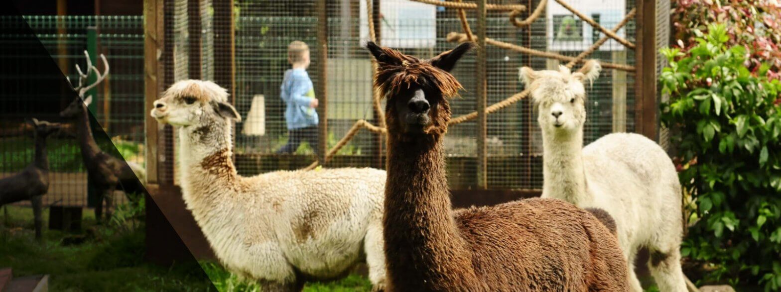 Alpaca walks