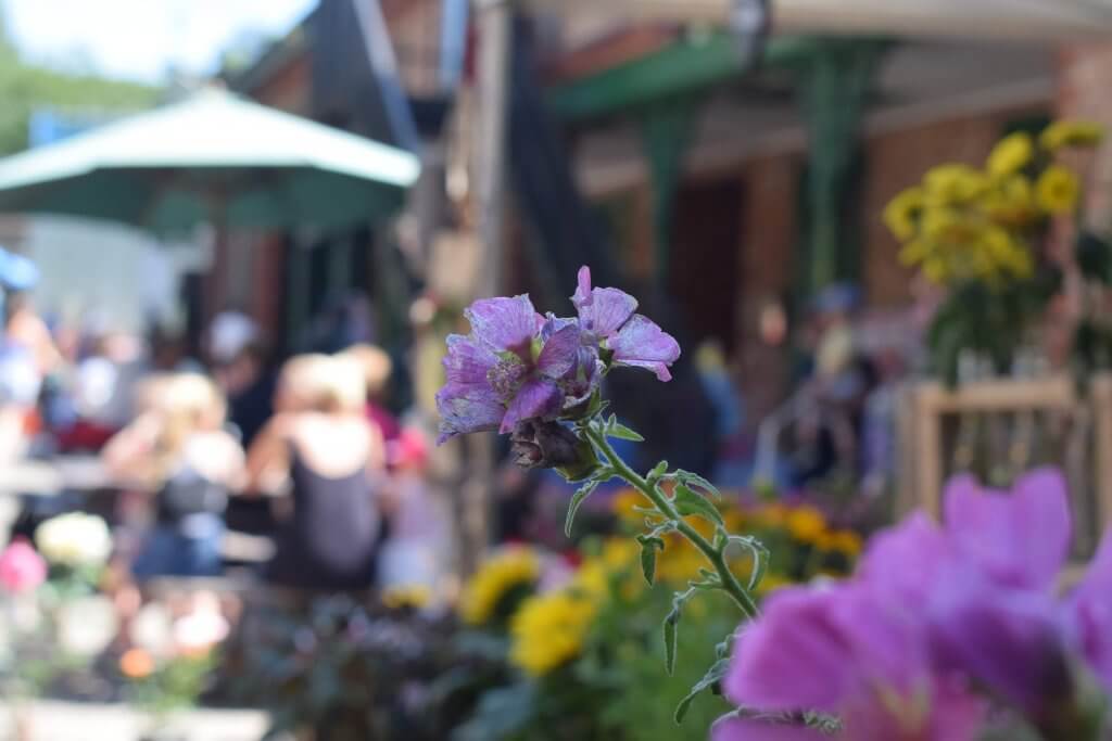 A flower pictured at a Warrington Artisan Market