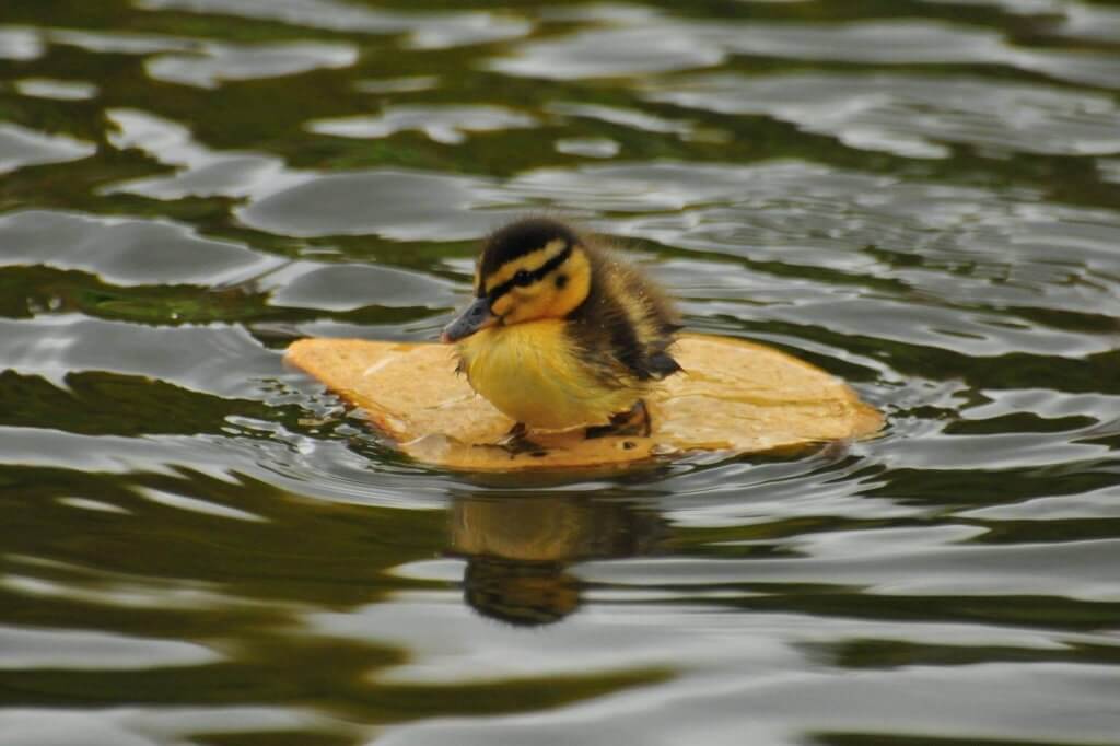 A duckling floating on a piece of bread at Walton Hall and Gardens. Picture by Darren Moston. Part of the Children's Zoo gallery.