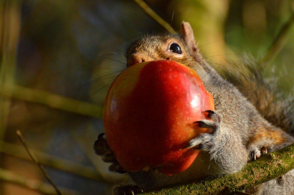 A cheeky grey squirrel with a whole apple in its mouth! Wildlife photography by Darren Moston. Part of the Children's Zoo Gallery.