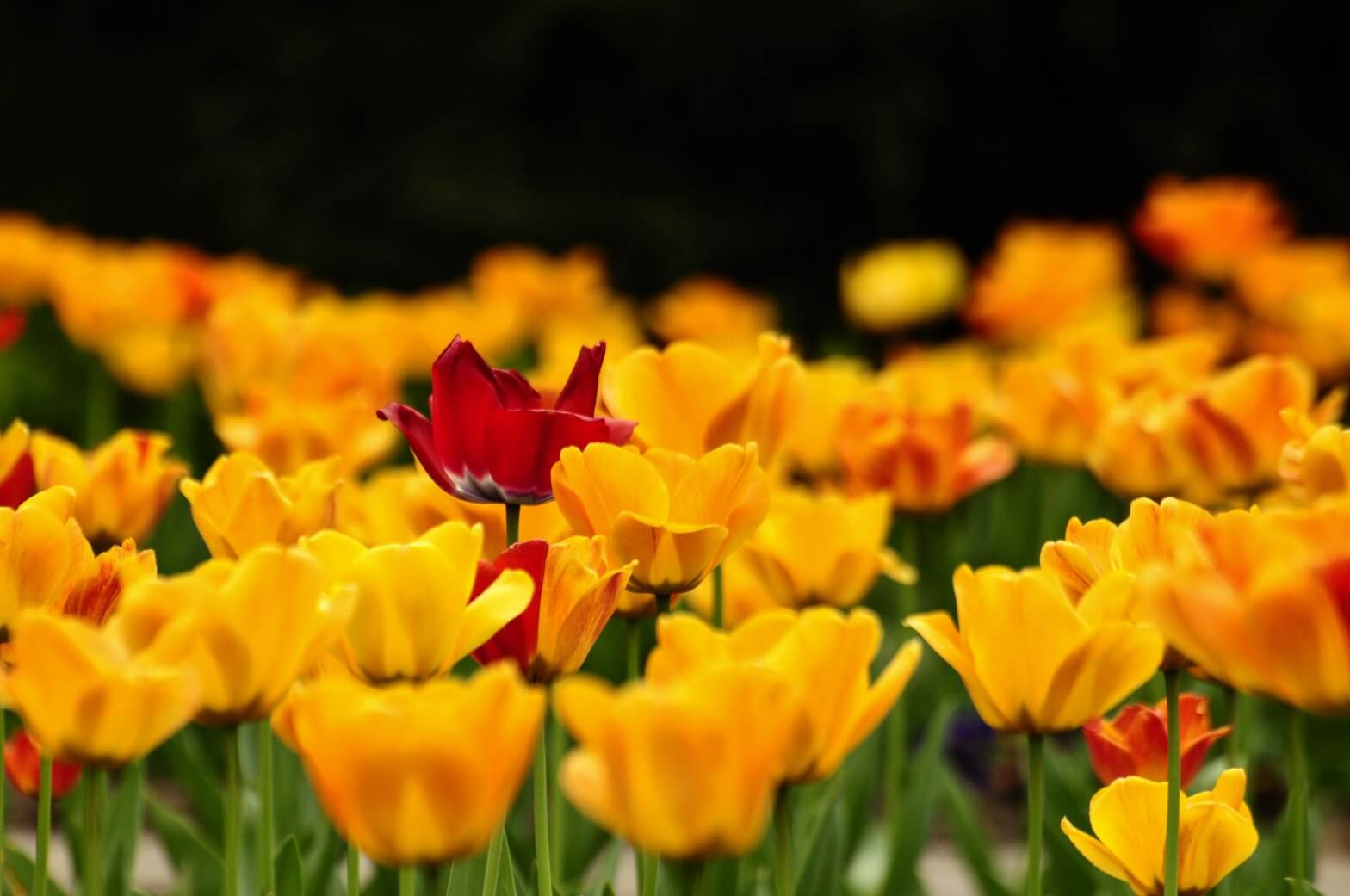 Tulips in full bloom inside the formal gardens at Walton Hall and Gardens. Image used for our funerals webpage.