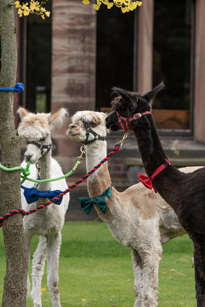 Our three alpacas are ready for to attend a wedding at Walton Hall and Gardens