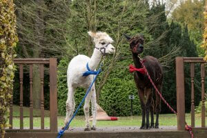 Alpaca posing at Walton Hall and Gardens before going to a wedding