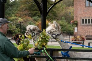 Hungry alpaca boys at Walton Hall and Gardens being fed by our ranger