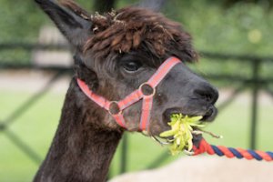 Mally our beautiful alpaca chewing on leaves at Walton Hall and Gardens