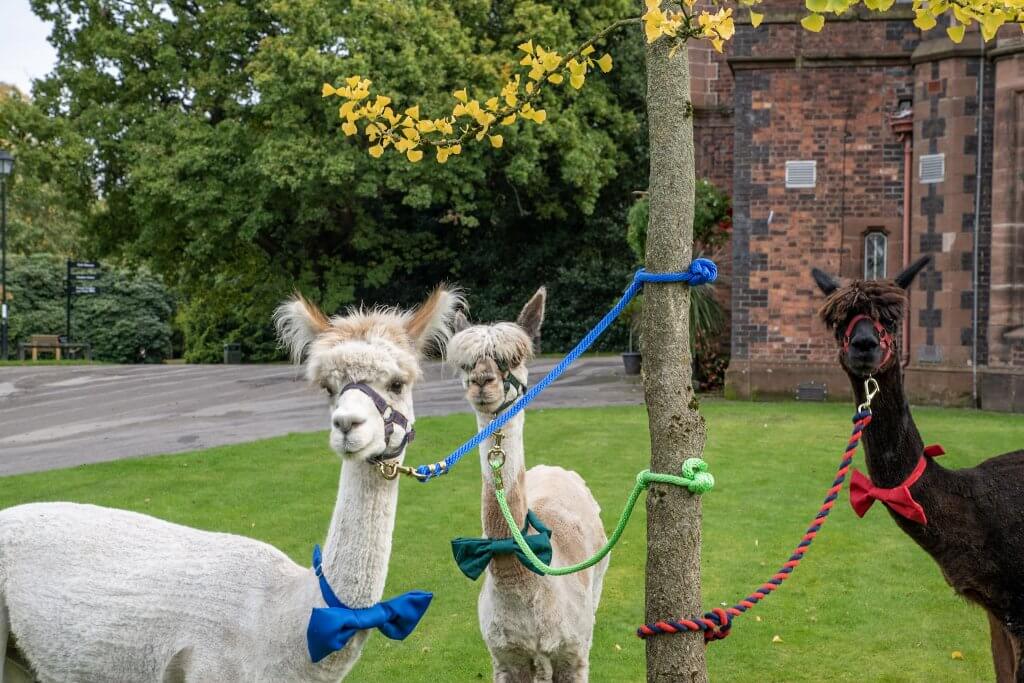 The three alpaca amigos ready to attend a wedding at Walton Hall and Gardens in Warrington