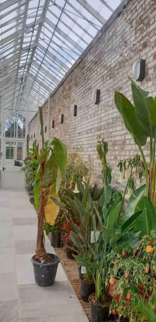 Plants in place inside the conservatories