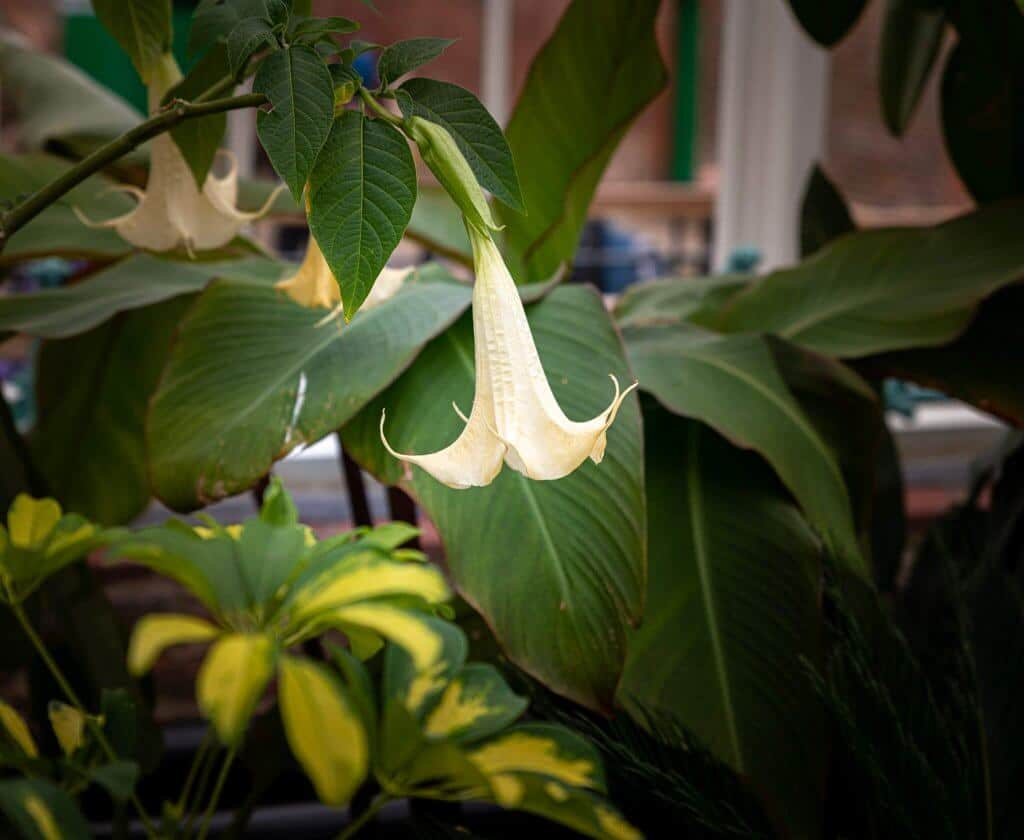 A beautiful flower captured at the glasshouses opening ceremony