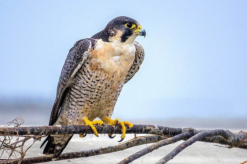 Peregrine falcon