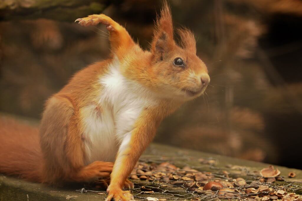 A red squirrel looking like it's going through its morning exercises at the Children's Zoo at Walton Hall and Gardens