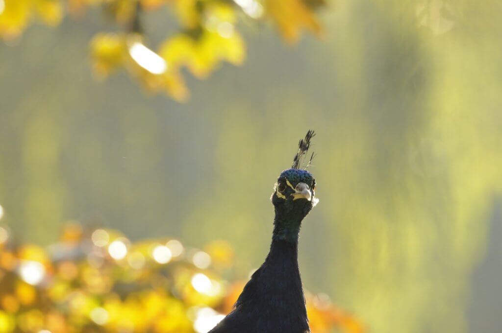 A beautiful peacock in the September sunshine at Walton Hall and Gardens