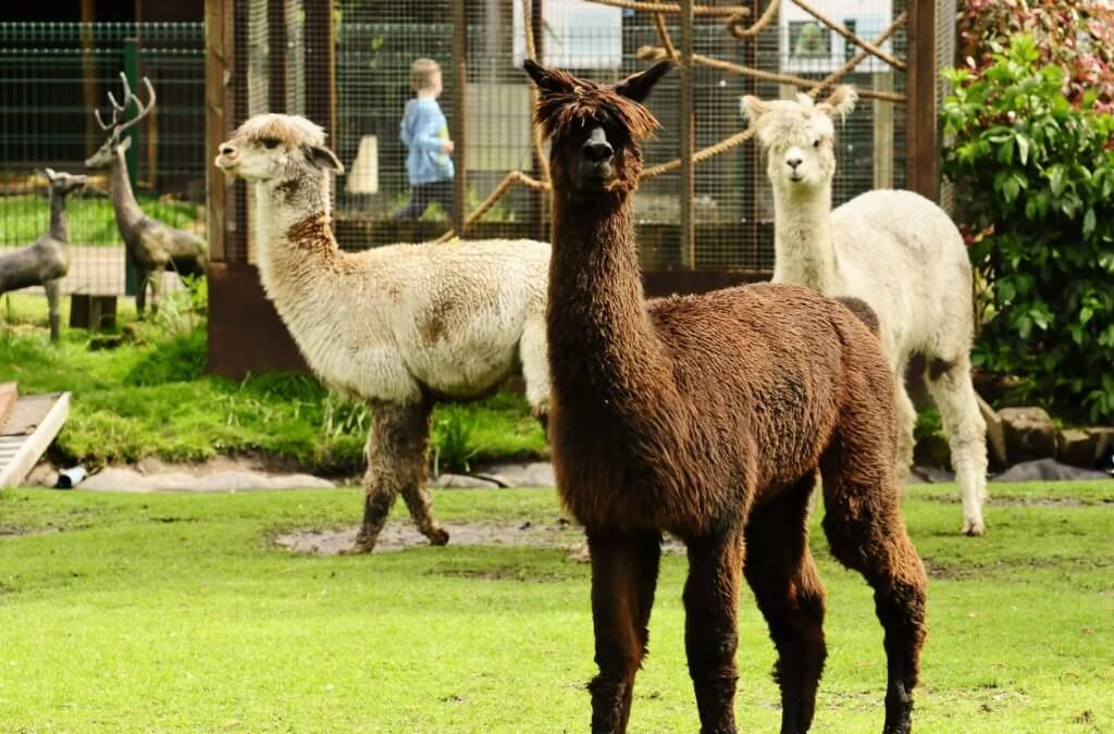 The three amigos. Our alpaca look proud at the Children's Zoo, Walton Hall and Gardens. Wildlife photography by Darren Moston.