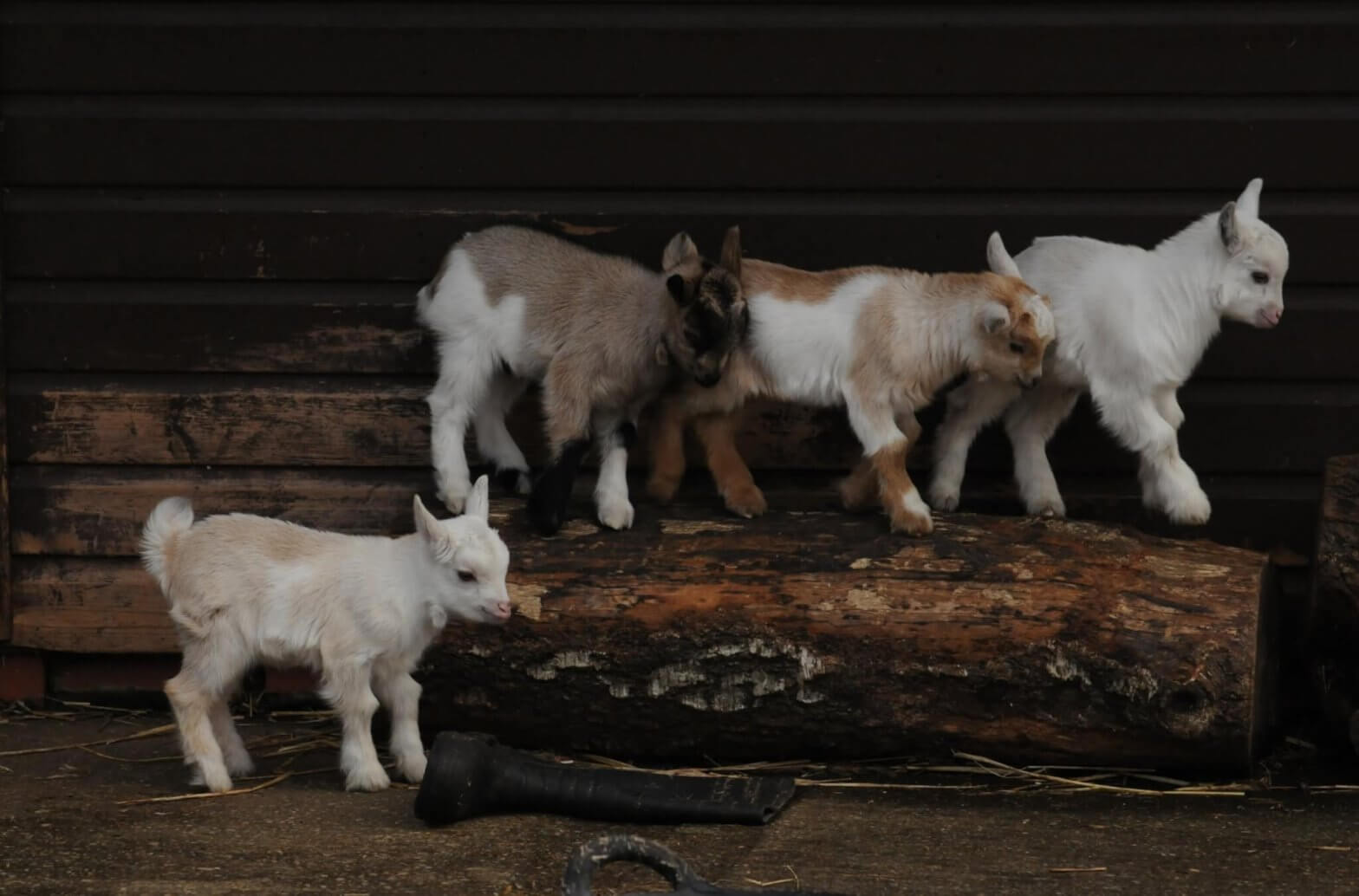 A new brood of African pygmy goats at the Children's Zoo, Walton Hall and Gardens 2020. Taken by keen amateur photographer Darren Moston - Easter