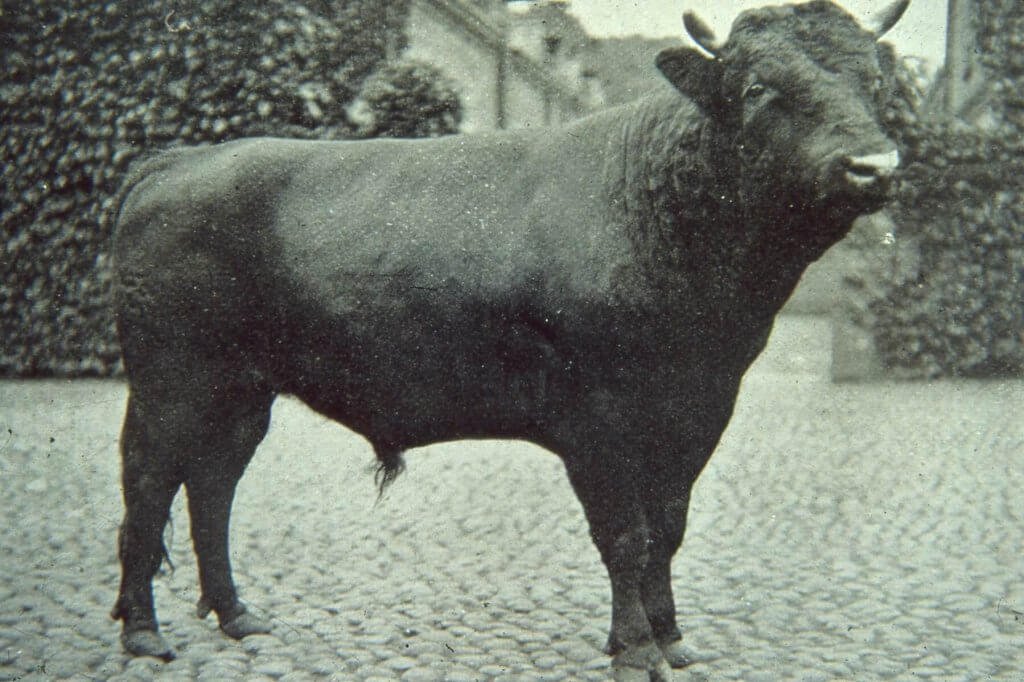 A heritage image of one of the breeding bulls owned by the Greenalls at Walton Hall and Gardens.