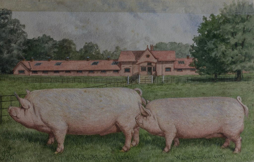 An heritage Illustration of the pigs at Walton Hall and Gardens estate.