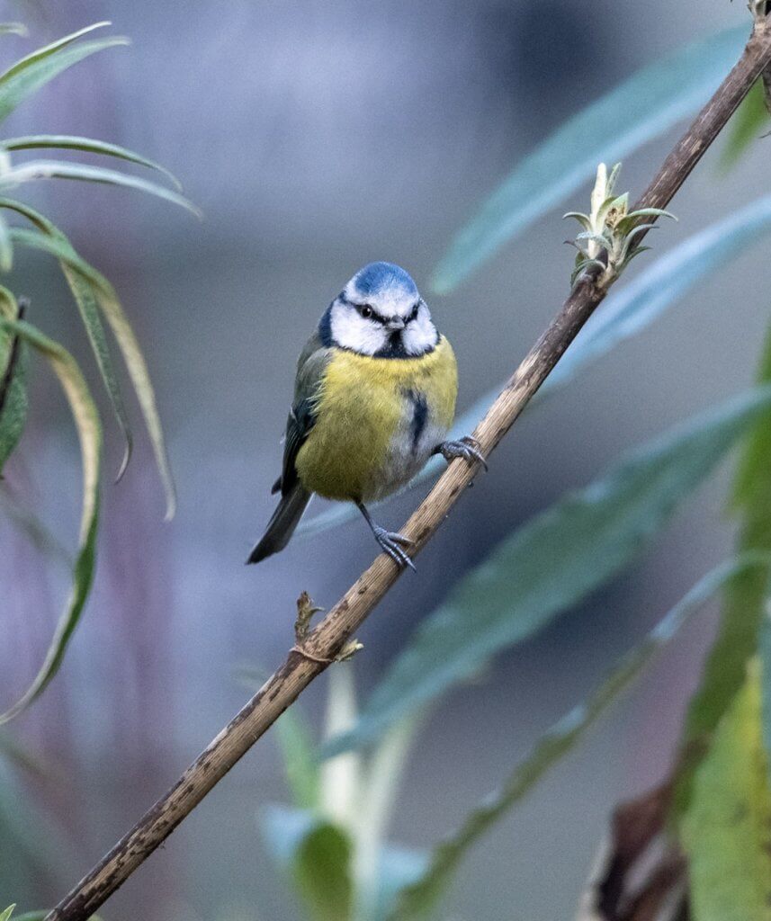 Wildlife snap by Andy Gilbert at Walton Hall and Gardens