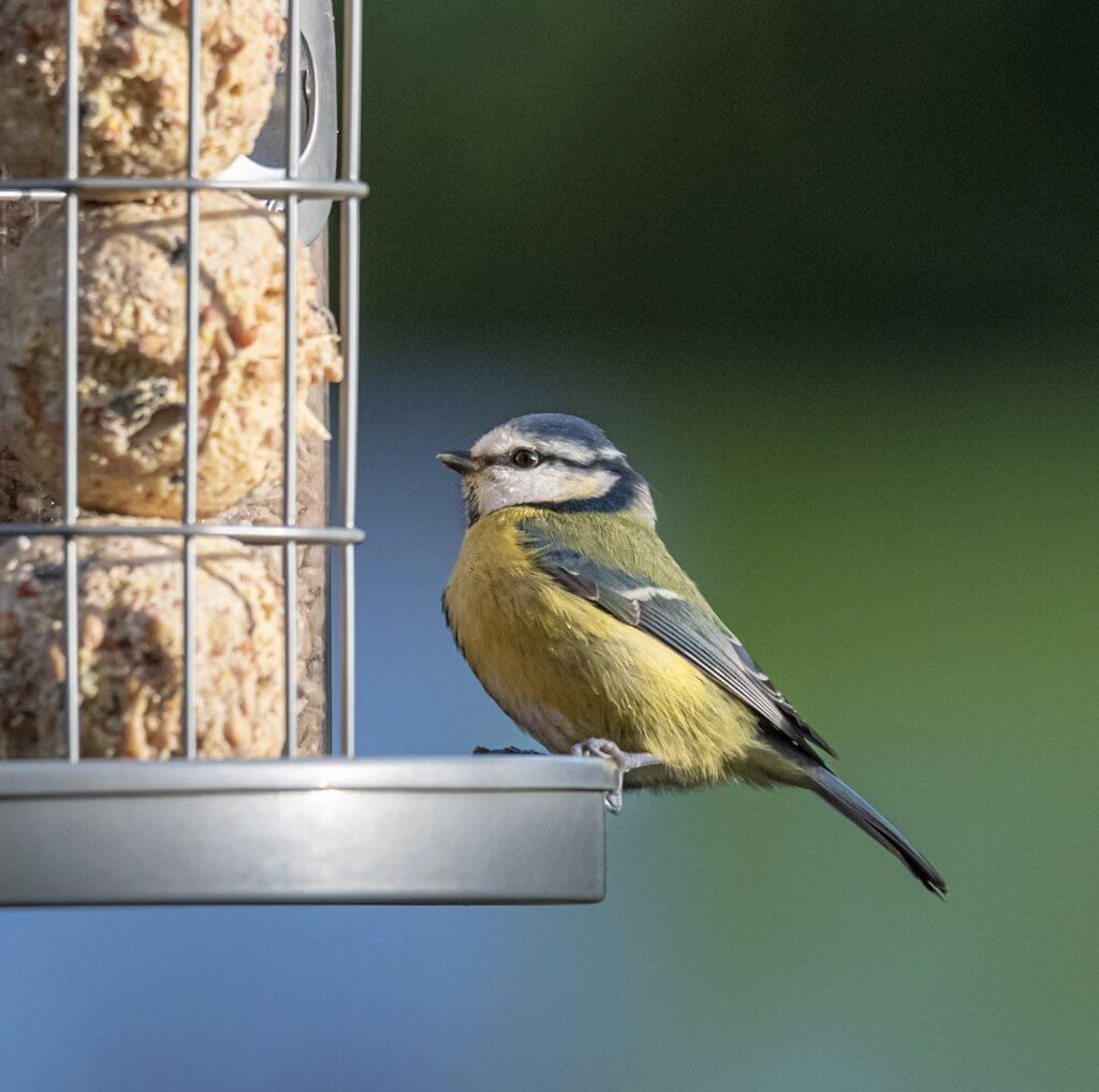 A blue tit on a feeder at Walton Hall and Gardens