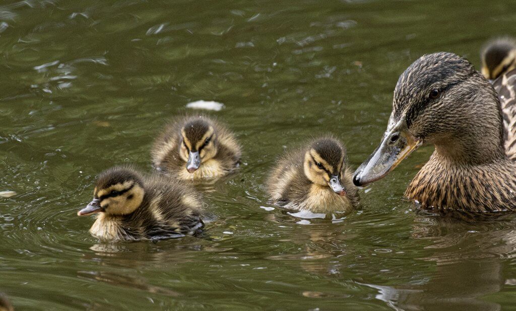 Wildlife snap by Andy Gilbert at Walton Hall and Gardens