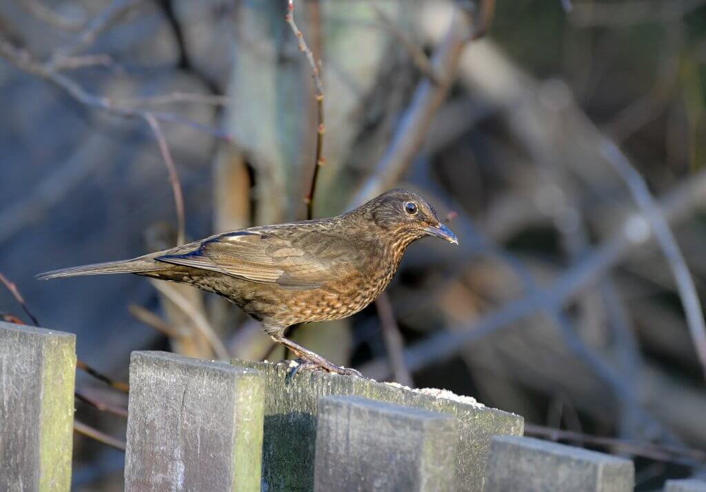 A female blackbird stopping off for some lunch at Walton Hall and Gardens