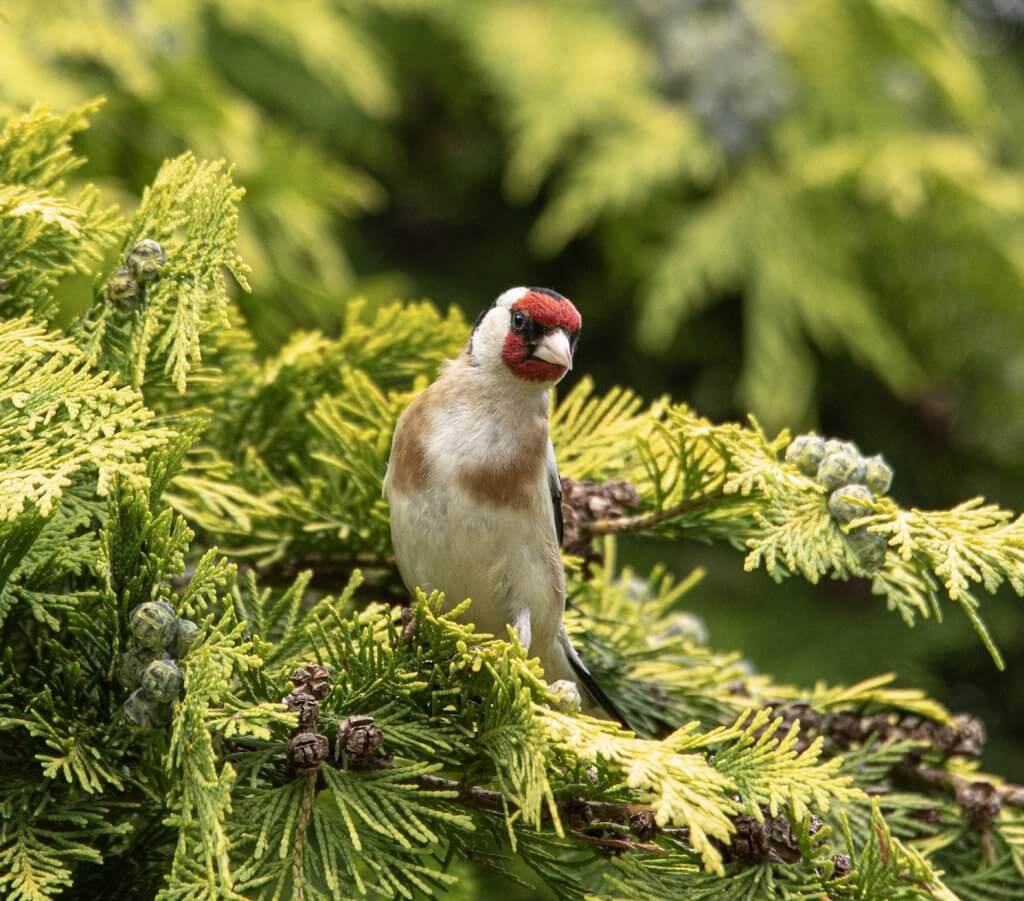 Wildlife snap of Goldfinch by Andy Gilbert at Walton Hall and Gardens