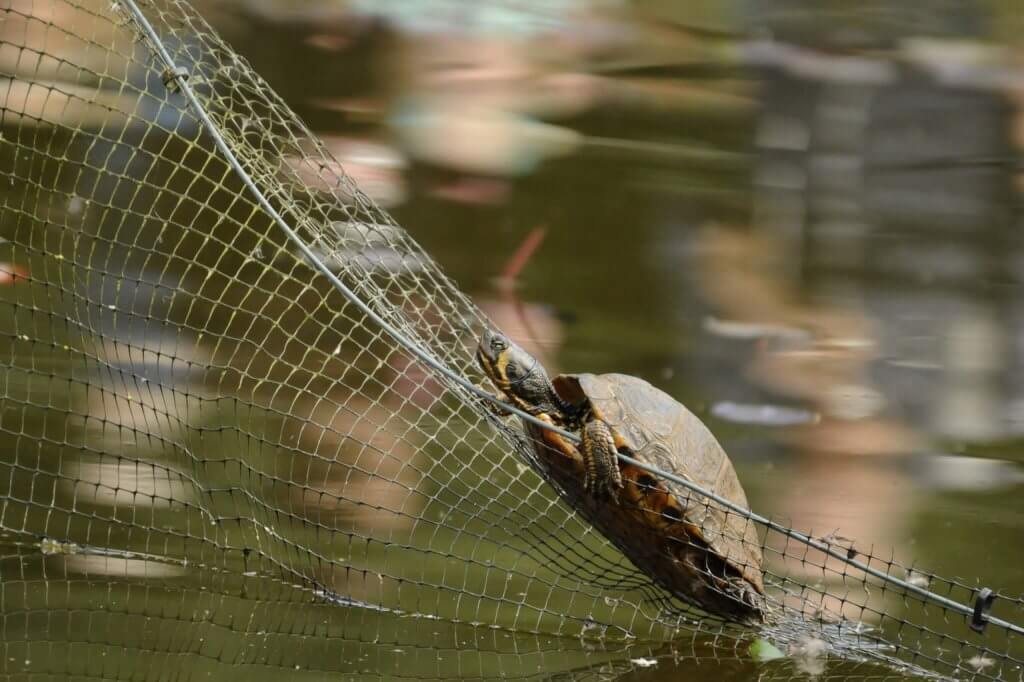 Terrapin climbing out of the pond at Walton Hall and Gardens