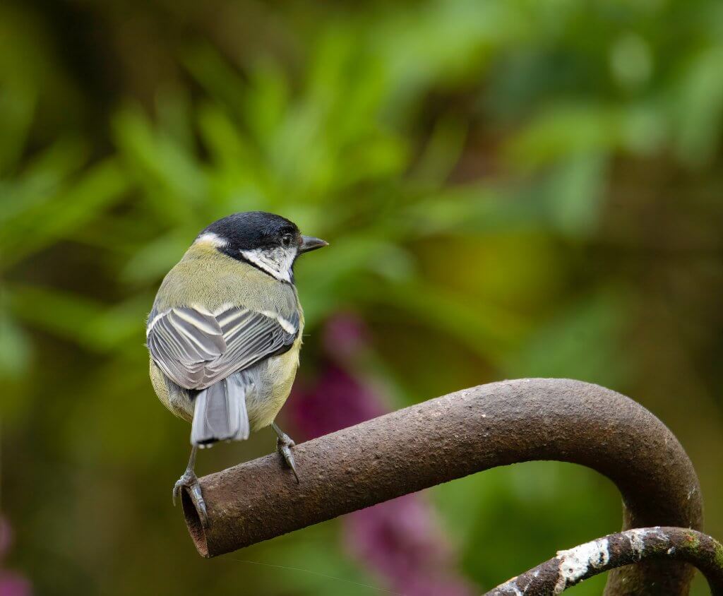 Wildlife snap of a Great Tit by Andy Gilbert at Walton Hall and Gardens