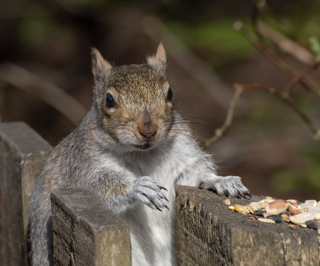 Wildlife snap by Andy Gilbert at Walton Hall and Gardens. A picture of a Grey Squirrel.