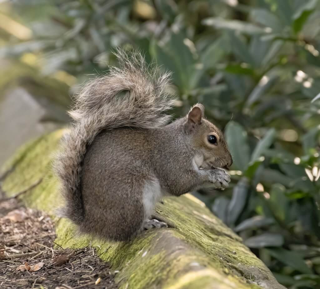 Wildlife snap by Andy Gilbert at Walton Hall and Gardens. A grey squirrel eating at Walton Hall and Gardens.