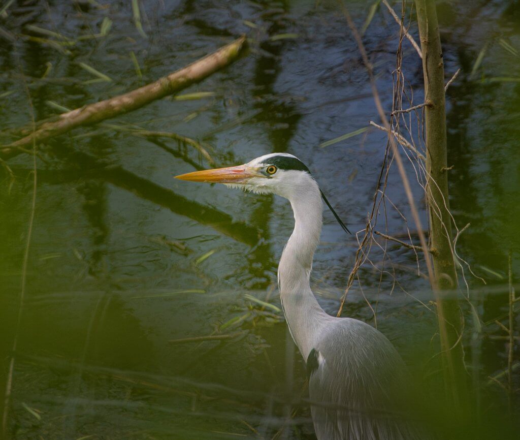 A heron stalking the pond at Walton Hall and Gardens