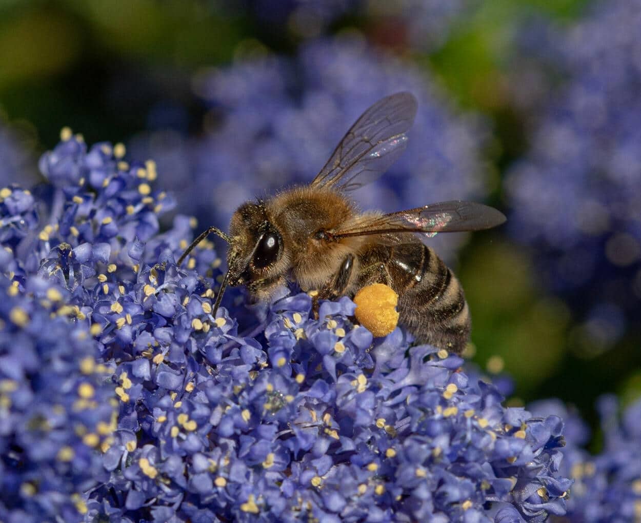 Wildlife snap of a honey bee by Andy Gilbert at Walton Hall and Gardens