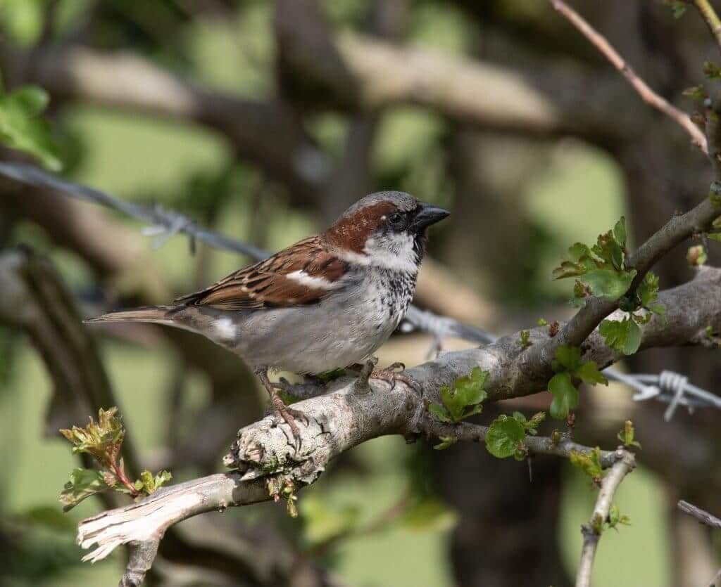 Wildlife snap of a sparrow by Andy Gilbert at Walton Hall and Gardens