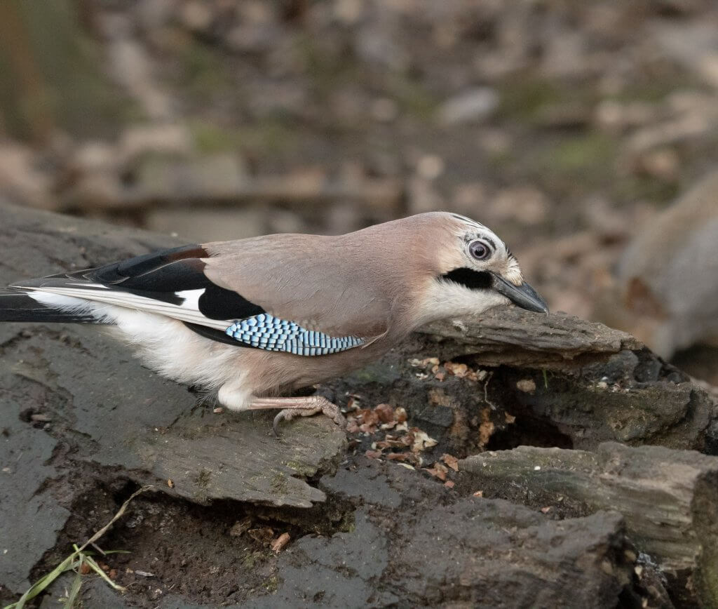 Wildlife snap of a beautiful Jay by Andy Gilbert at Walton Hall and Gardens