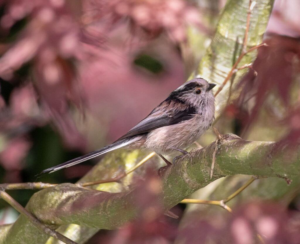 A long-tailed tit perched in a blossom tree at Walton Hall and Gardens