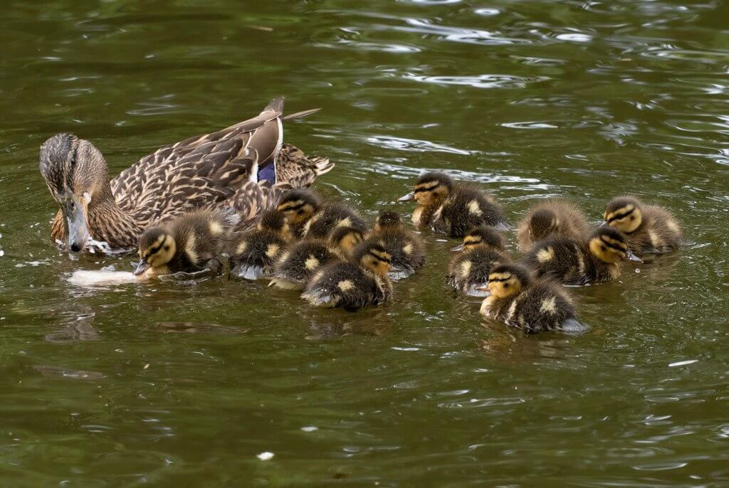 A female mallard and her chicks swimming in the pond at Walton Hall and Gardens