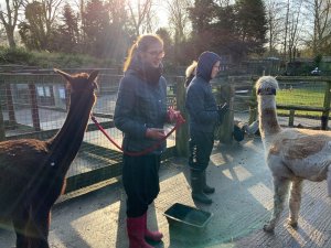 Myerscough student learning about the alpacas at the Children's Zoo