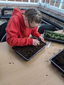 Student working learning inside the newly restored conservatories, part of the heritage of Walton Hall and Gardens Estate