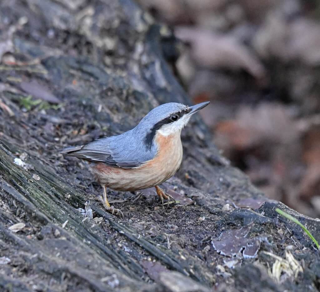 Nuthatch stopping for some food at Walton Hall and Gardens