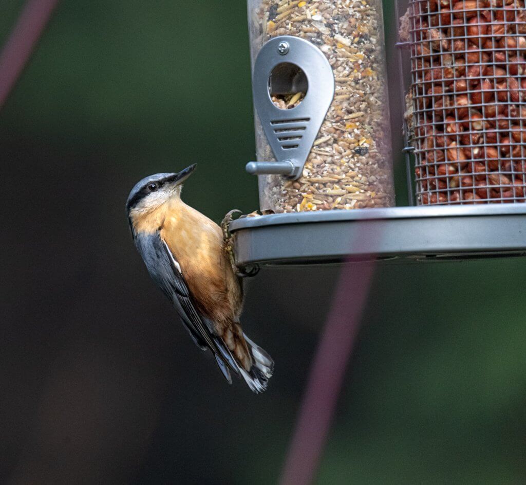 Nuthatch on a feeder at Walton Hall and Gardens