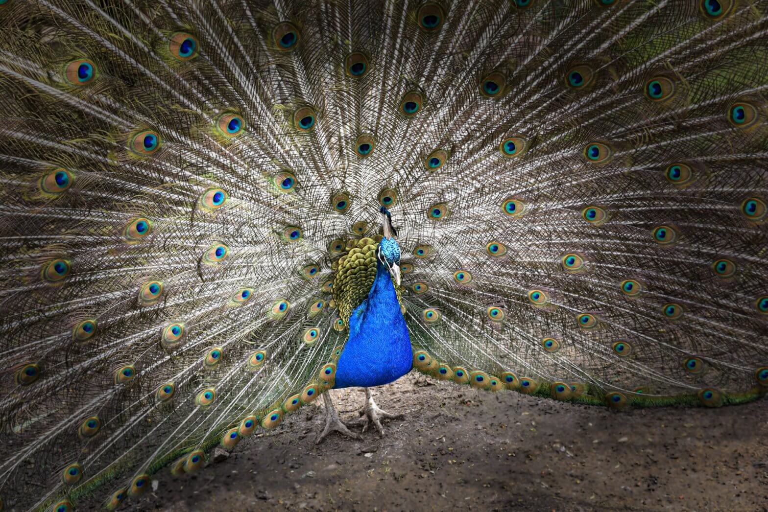 A peacock in full display at Walton Hall and Gardens Children's Zoo