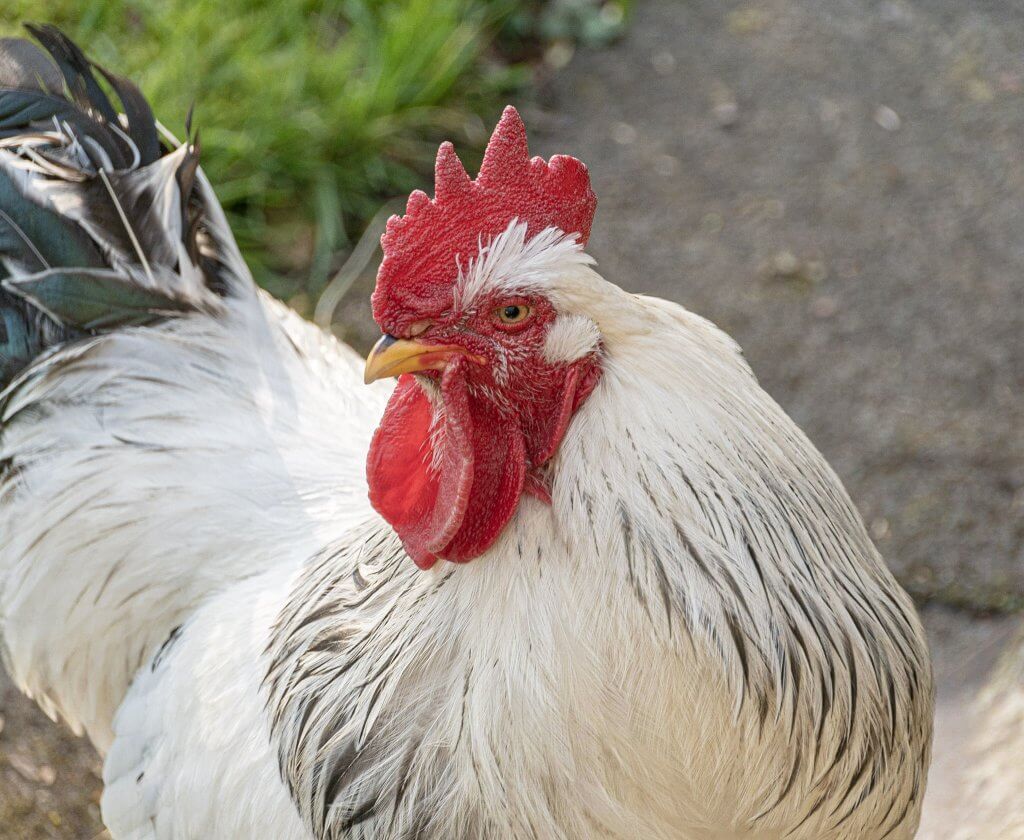 Wildlife snap of a Peking bantam by Andy Gilbert at Walton Hall and Gardens