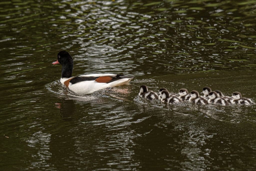 A family of shelducks at Walton Hall and Gardens