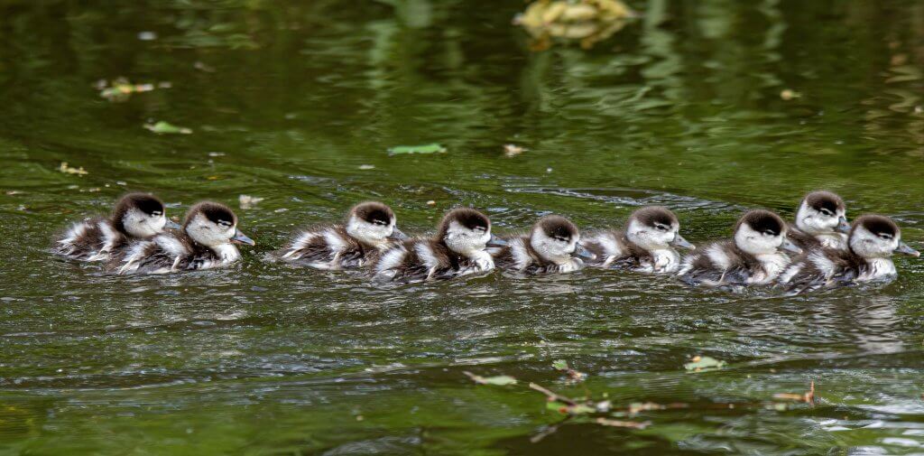 Shelduck family at Walton Hall and Gardens