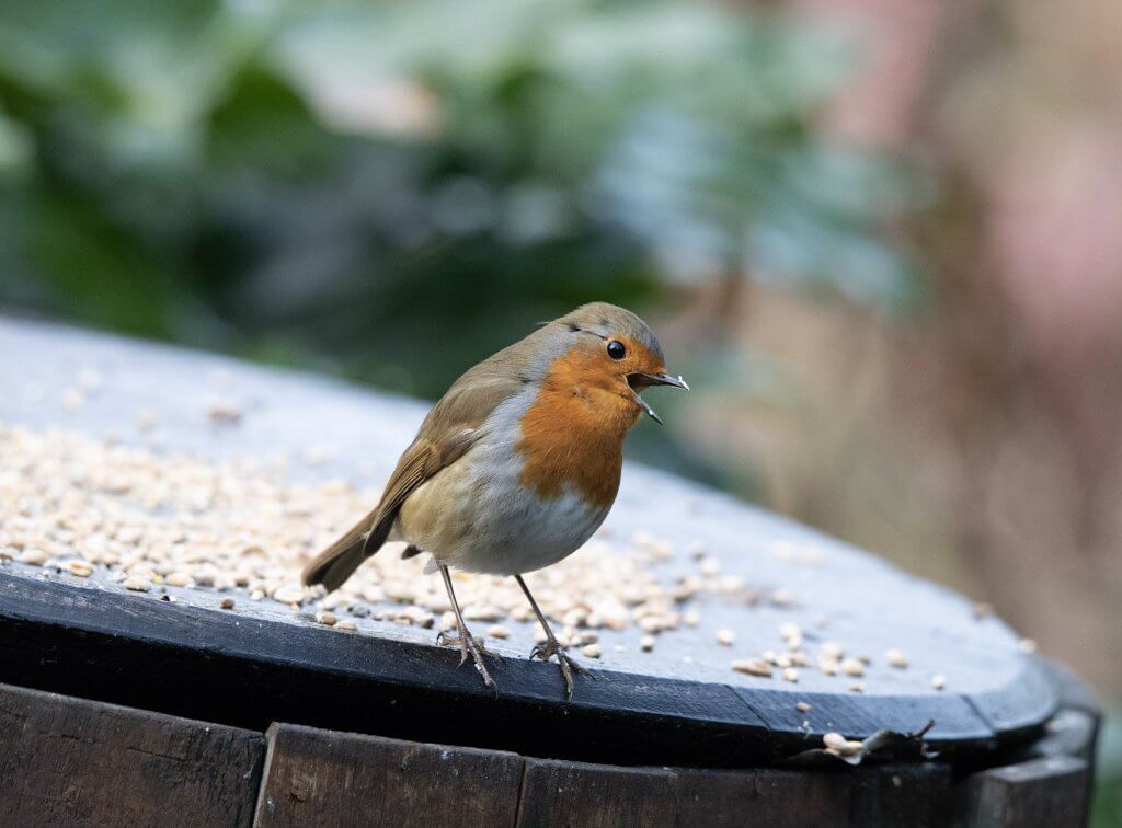 Wildlife snap by Andy Gilbert at Walton Hall and Gardens. A robin singing his heart out.