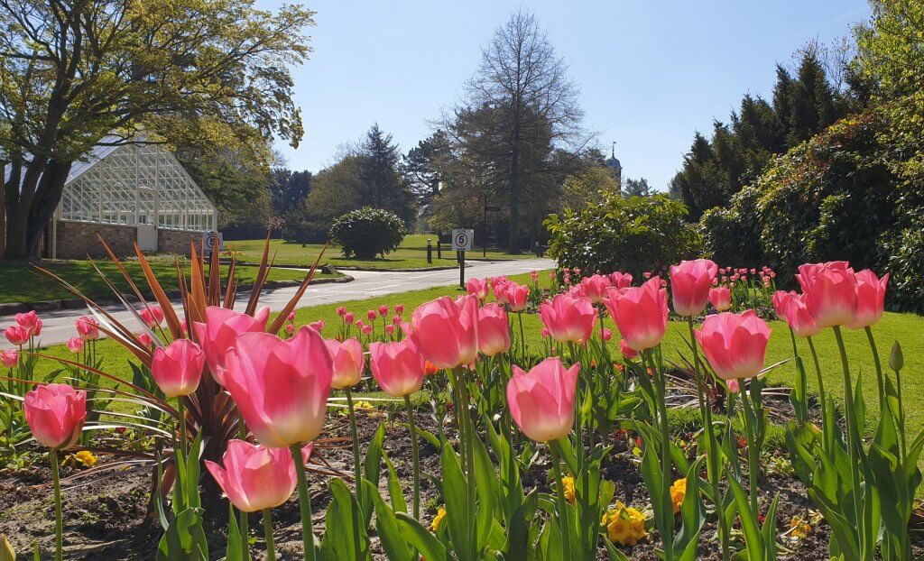 Tulips in full bloom outside the heritage yard at Walton Hall and Gardens