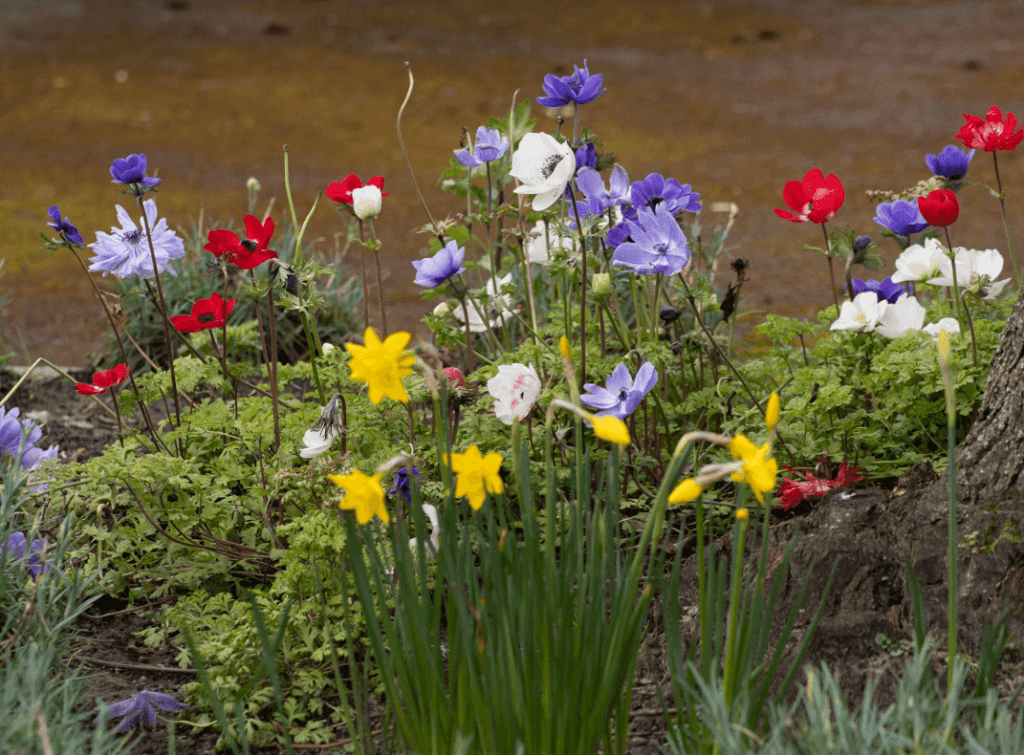 Spring flowers at Walton Hall and Gardens